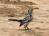 J17_0956 Southern Yellowbilled Hornbill